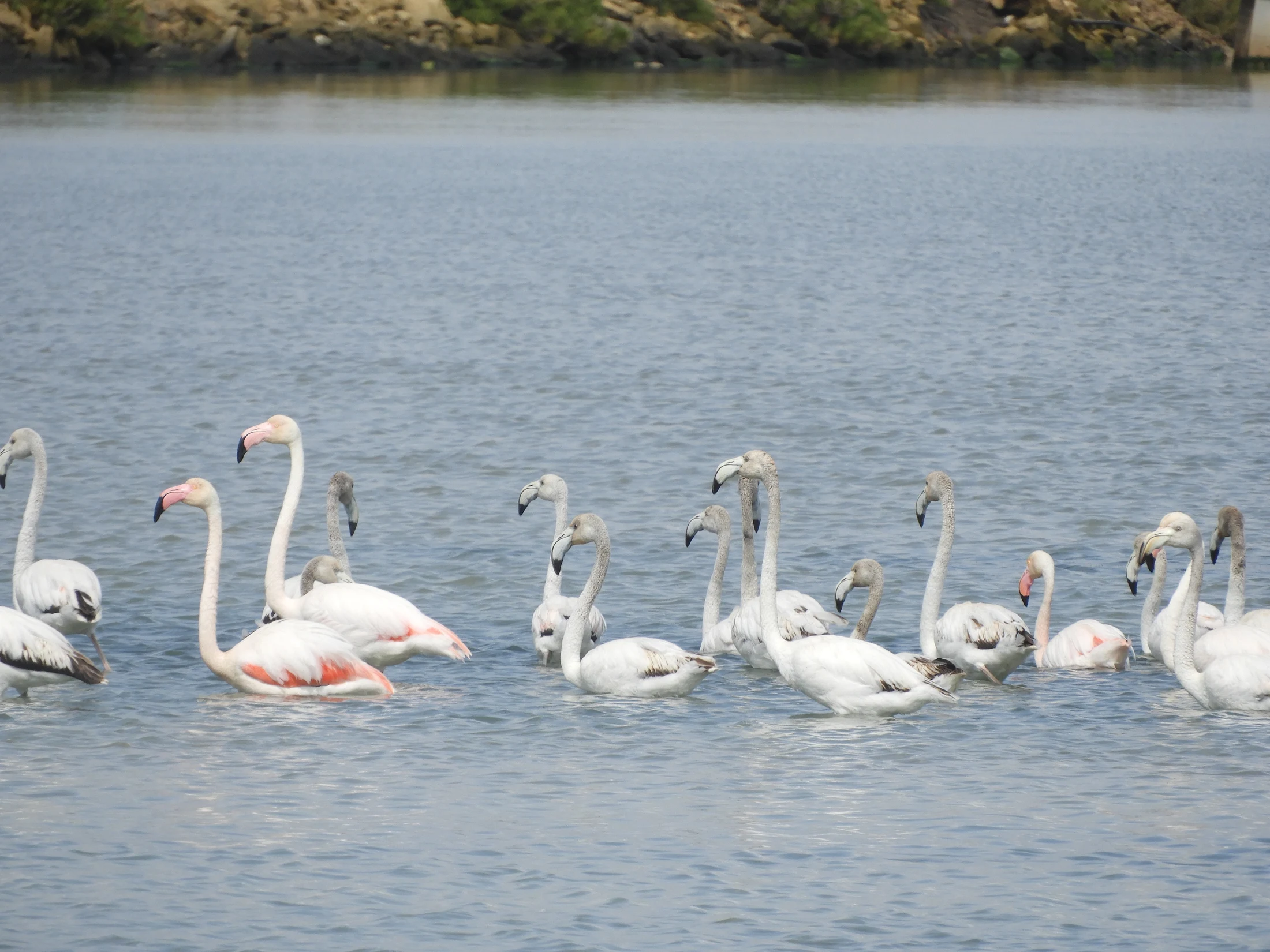 Flamencos en las marismas de Barbate. Fotografía de David Collis Luque