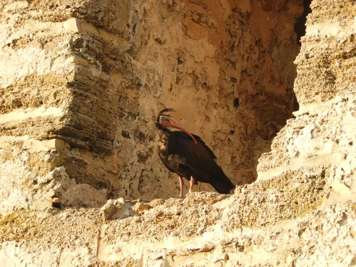Ibis eremita en El Palmar