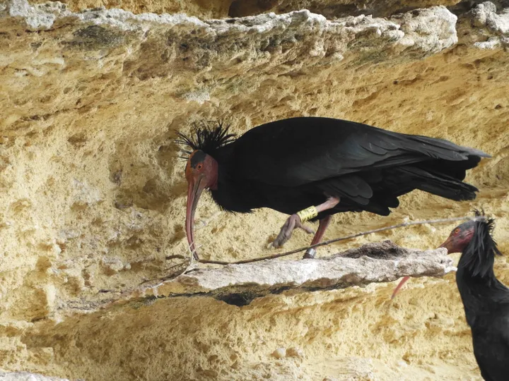 Ibis eremita en La Barca de Vejer de la Fra.