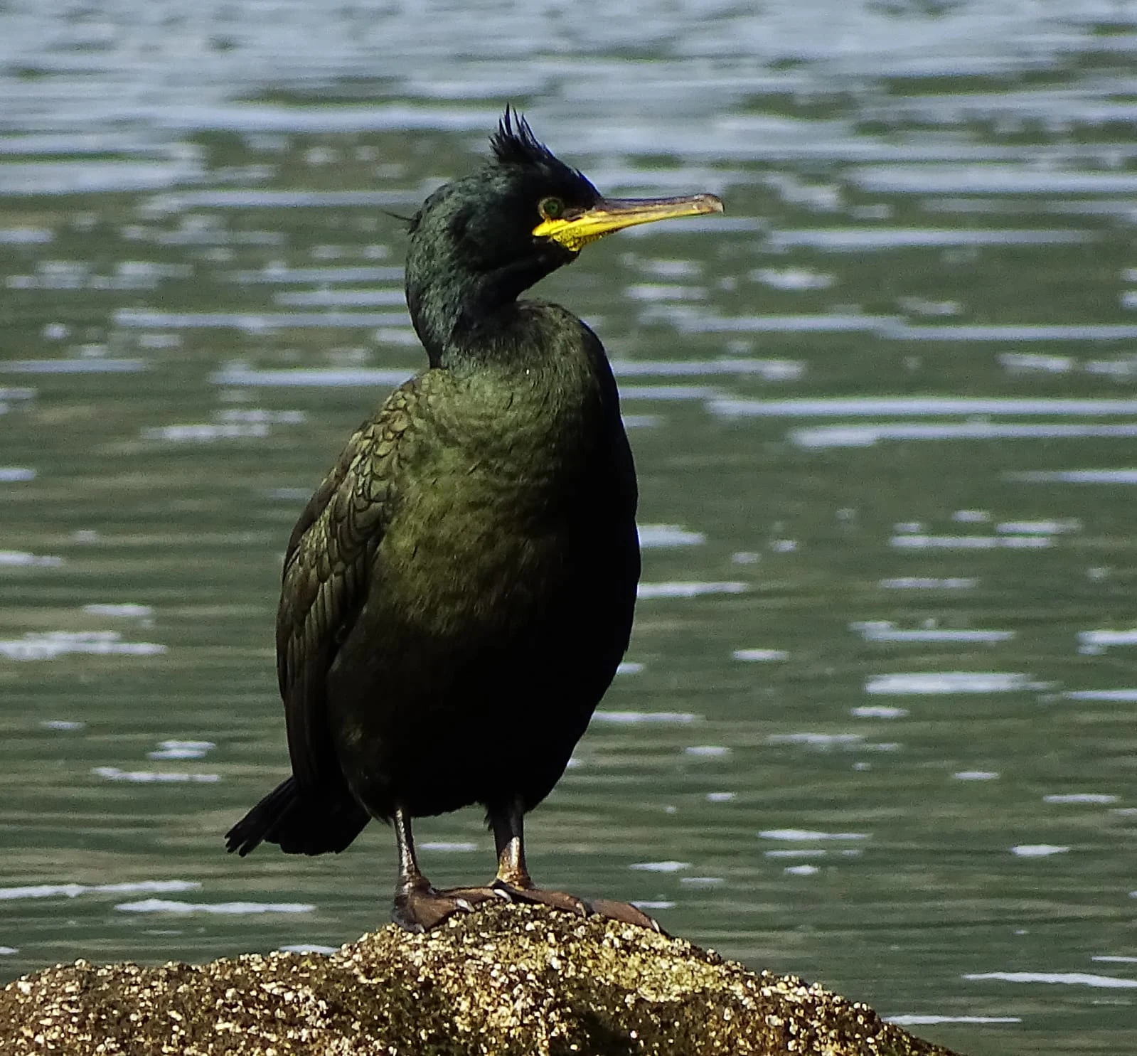 Corvo mariño cristado ( cormorán moñudo) en Galicia. Fotografía de Mingucho