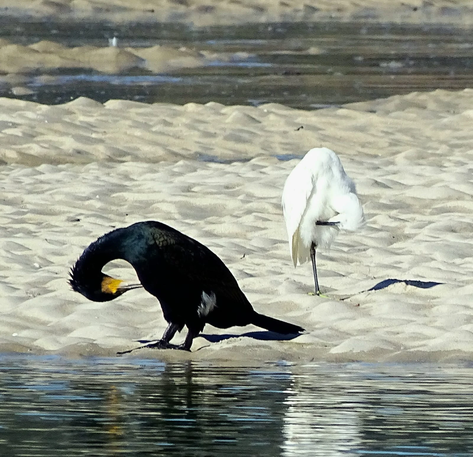 Cormorán y garceta grande en Galicia. Fotografía de Mingucho