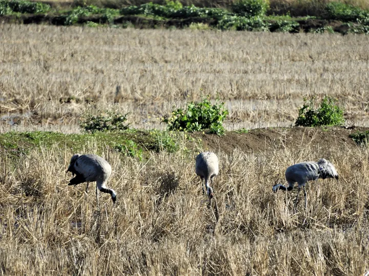 Grullas en la antigua laguna de La Janda
