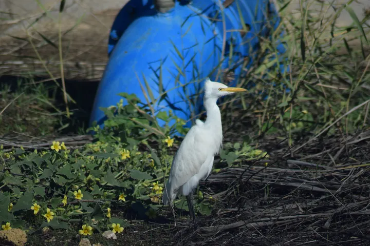 Garcilla bueyera en la antigua laguna de La Janda
