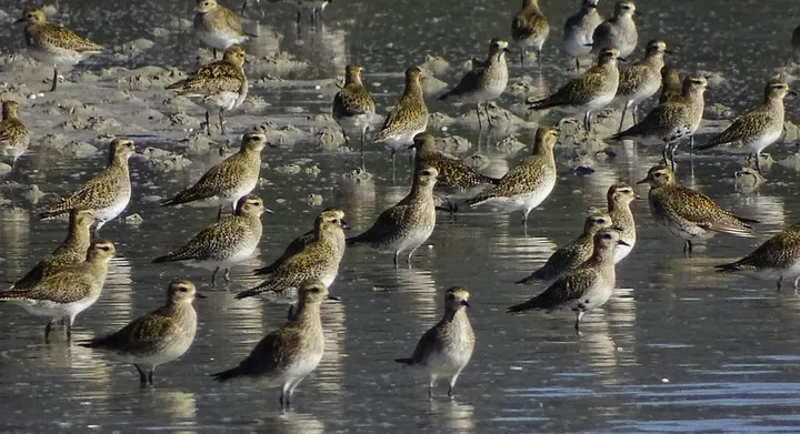 Chorlitejos dorados en Galicia