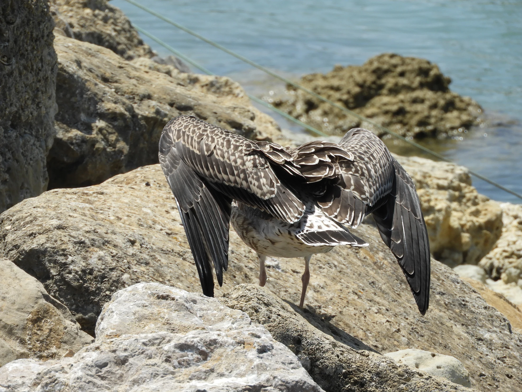 Gaviota joven en el puerto de Conil. Fotografía de David Collis Luque