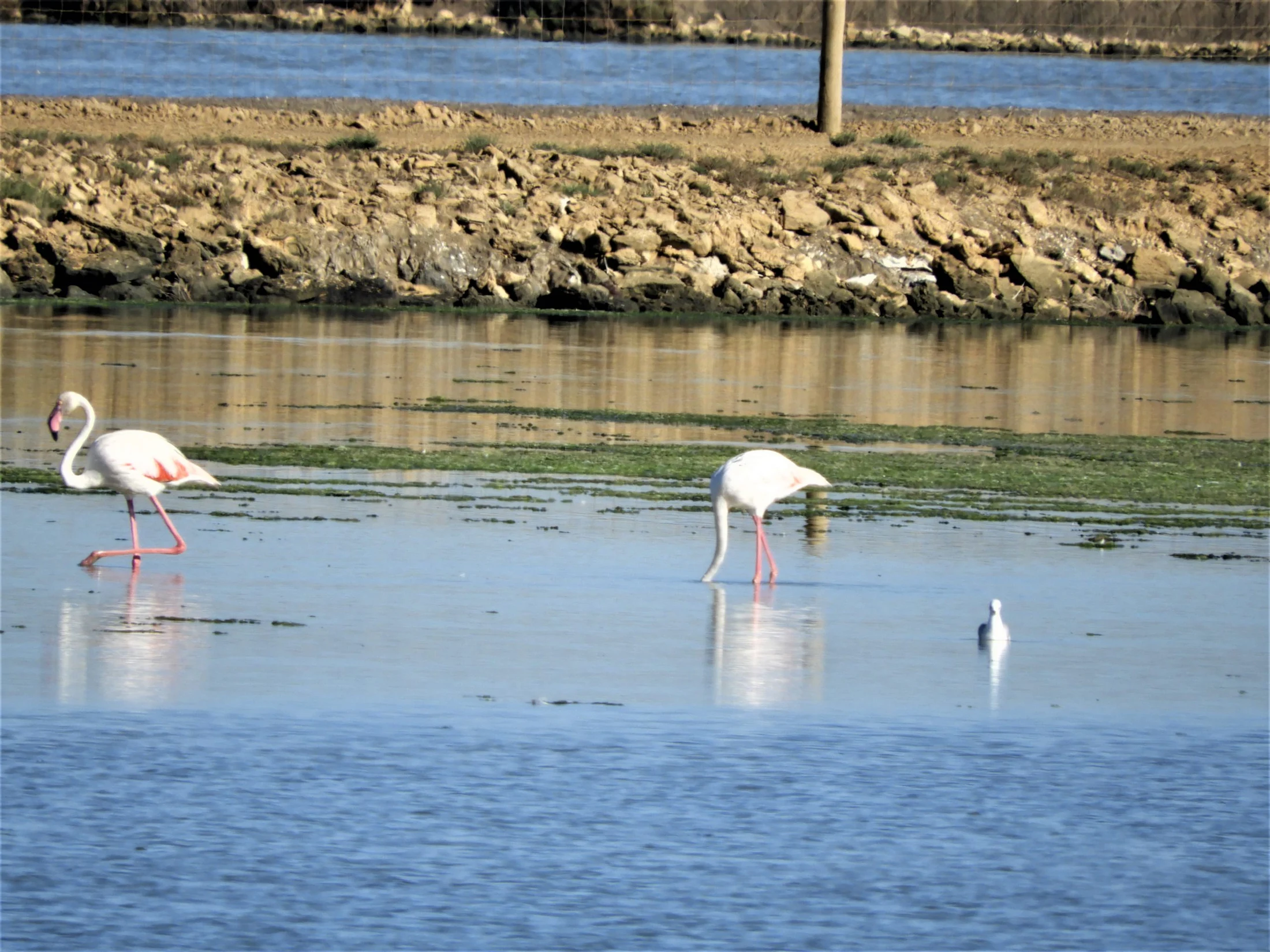 Flamencos en la marisma de Barbate. Fotografía de David Collis Luque