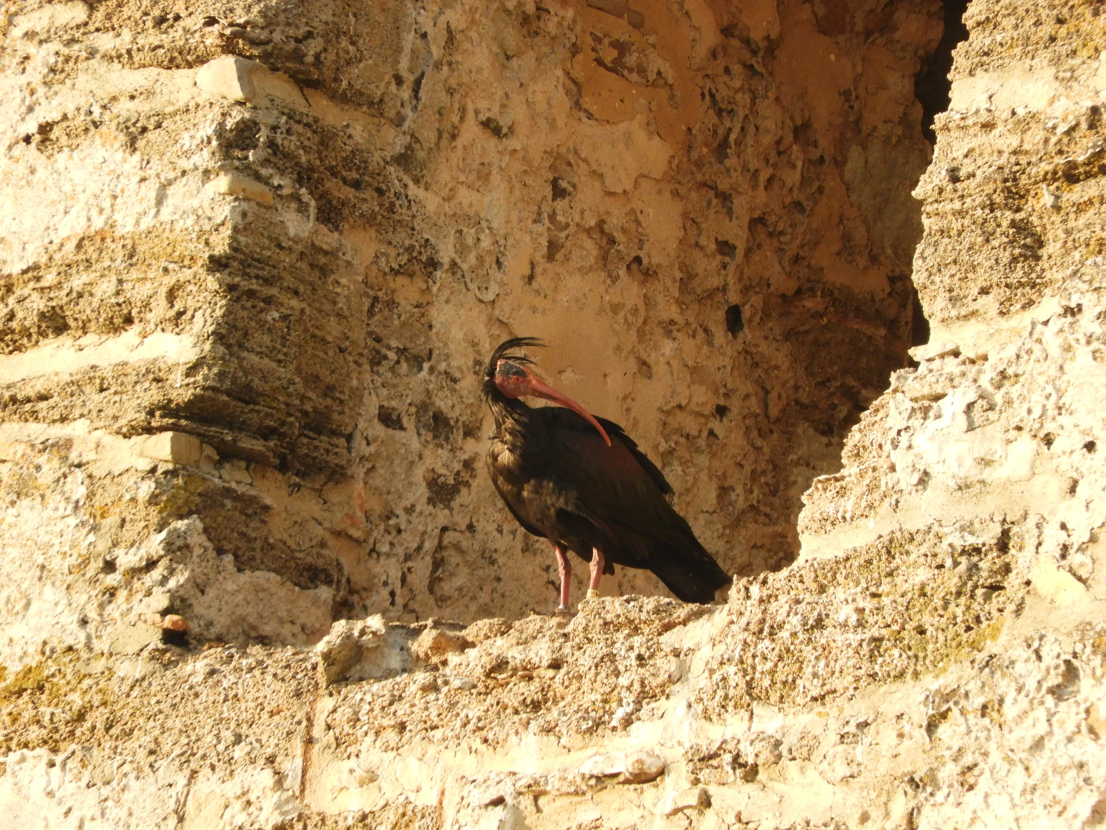 Ibis eremita en El Palmar. Fotografía de David Collis Luque