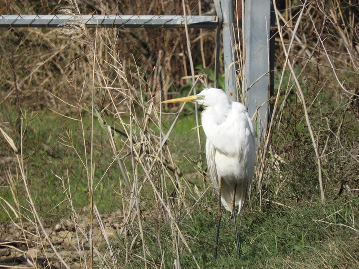 Garcilla bueyera en la antigua laguna de La Janda