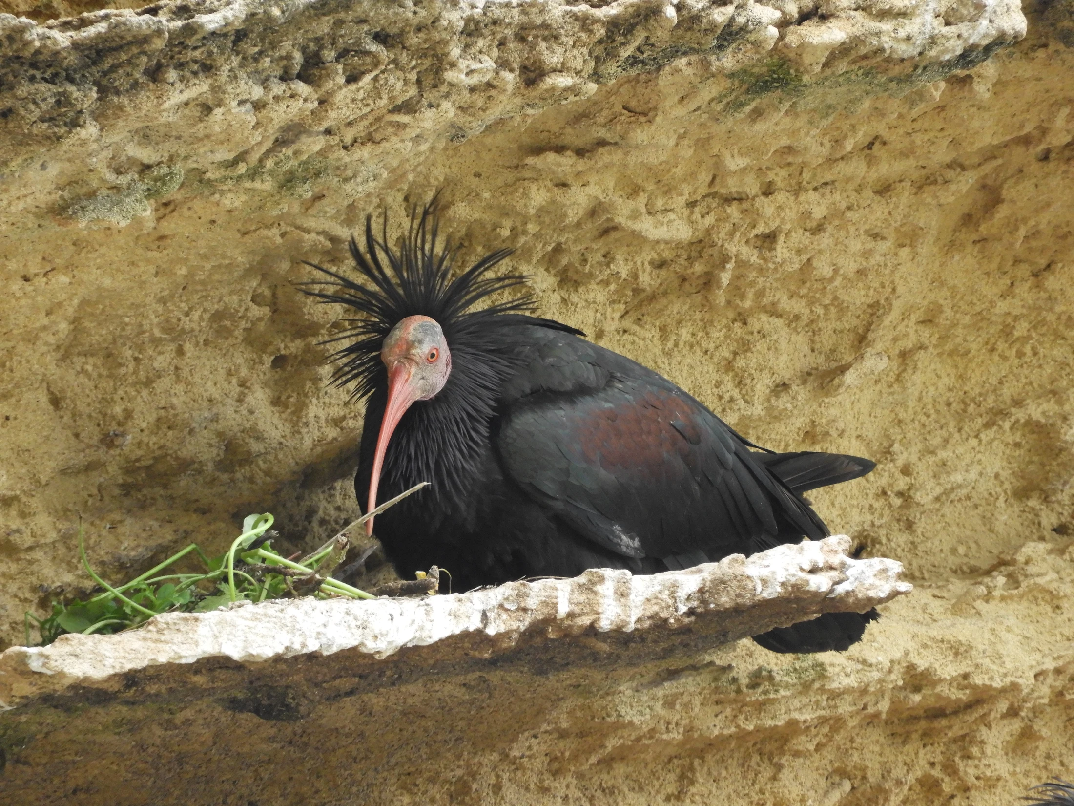 Ibis eremita en La Barca de Vejer de la Fra.. Fotografía de David Collis Luque