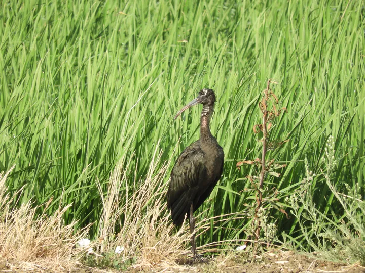 Morito en la antigua laguna de La Janda