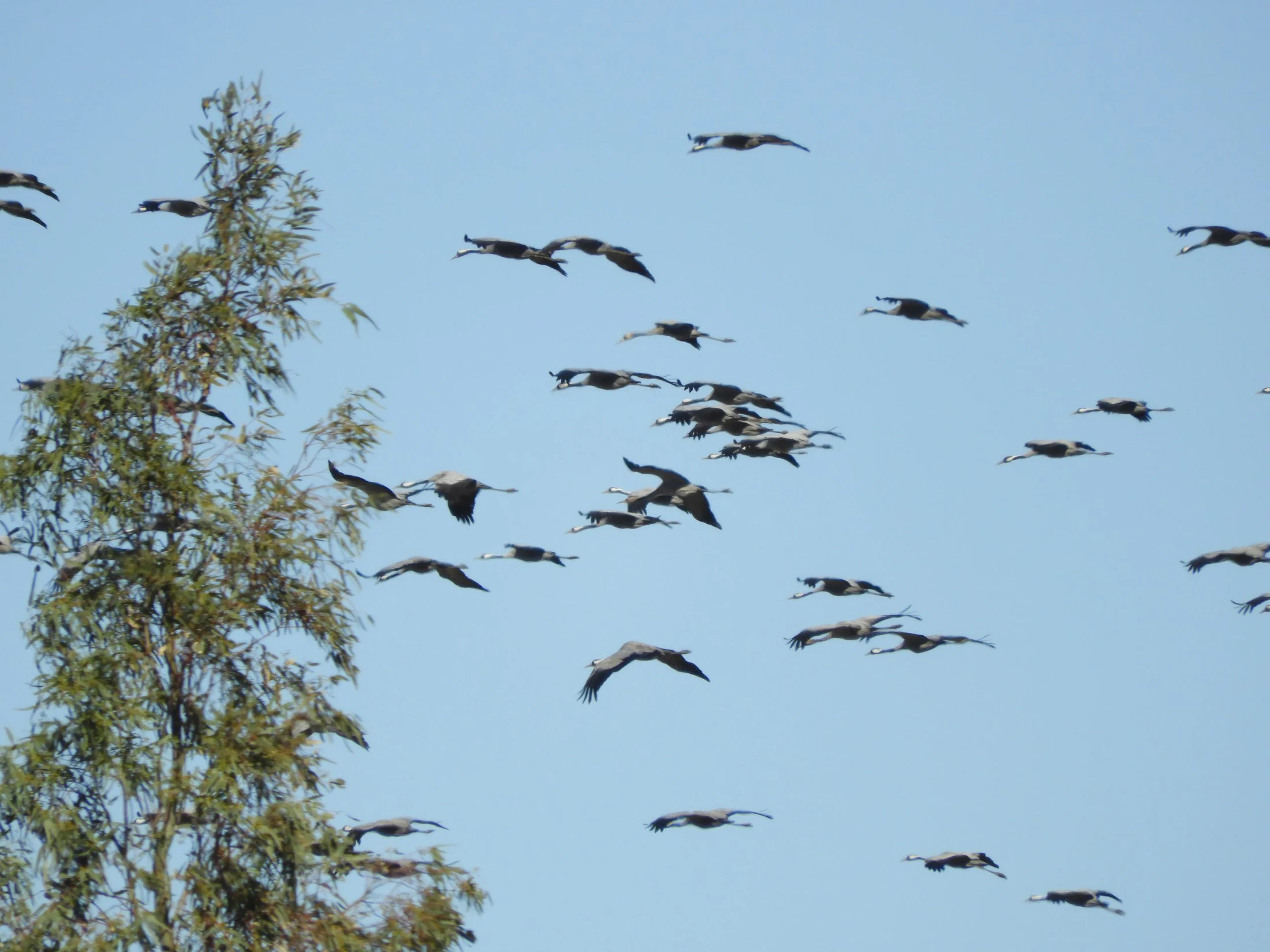 Grullas en la antigua laguna de La janda. Fotografía de David Collis Luque