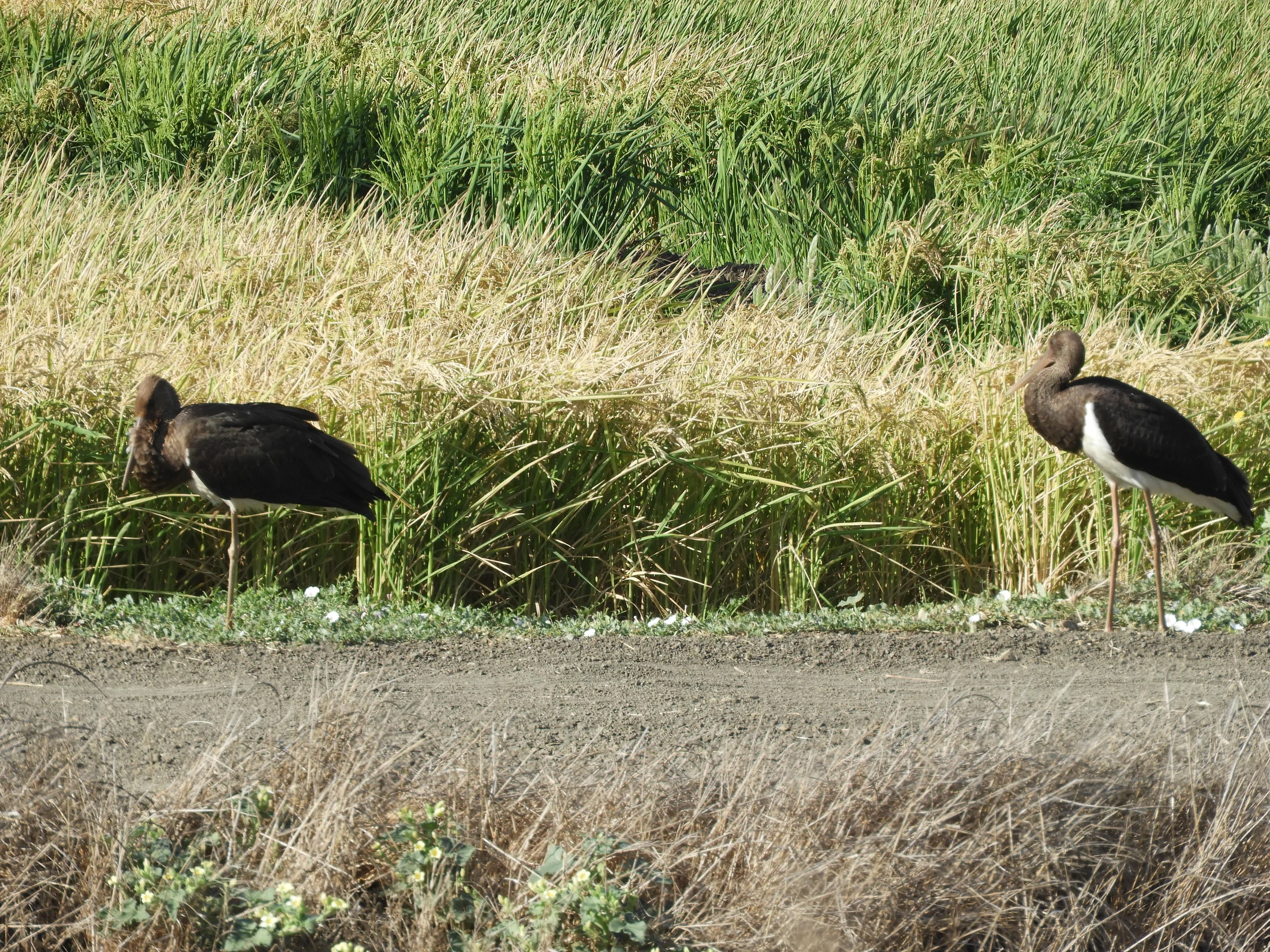 Pareja de cigüeñas negras en la antigua laguna de La Janda. Fotografía de David Collis Luque
