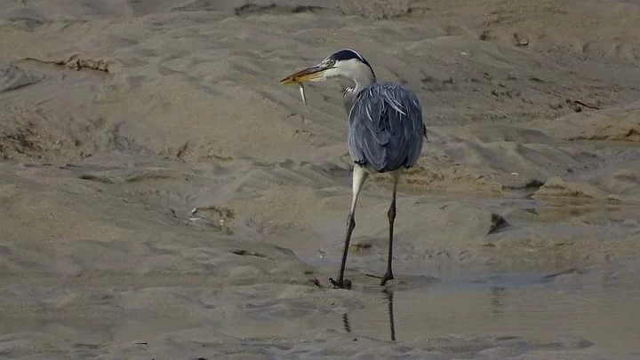 Garza real en Galicia. Fotografía de Mingucho