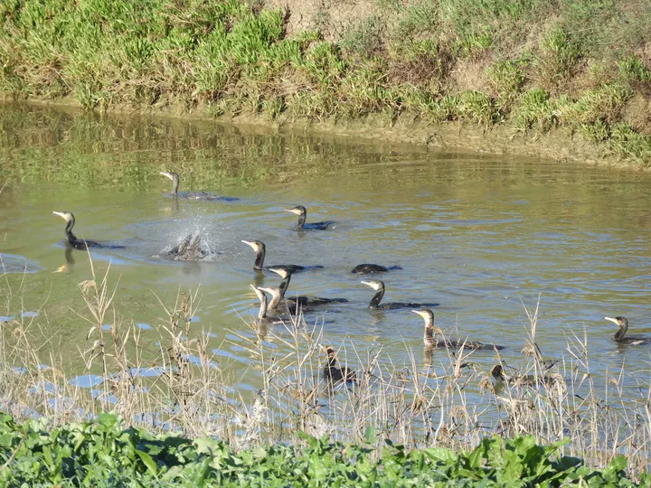 Cormoranes en la antigua laguna de La Janda