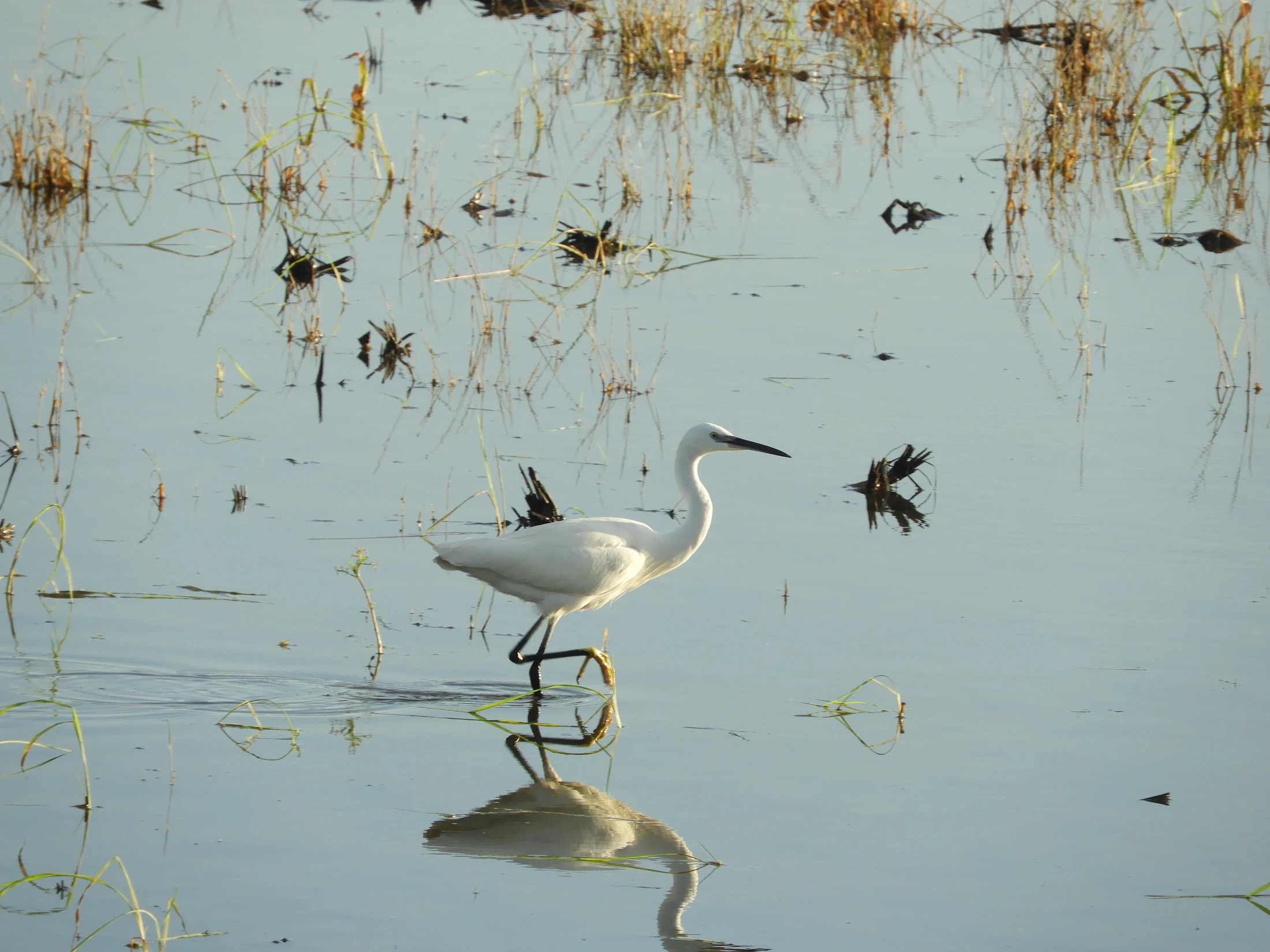 Garceta en la antigua laguna de La Janda. Fotografía de David Collis Luque