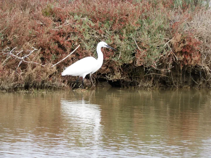 Garceta en el arroyo Conilete de El Palmar