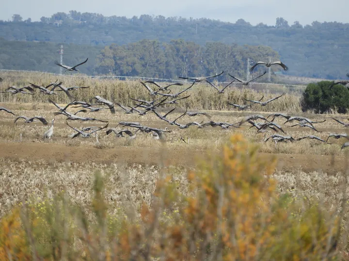 Grullas en la antigua laguna de La Janda