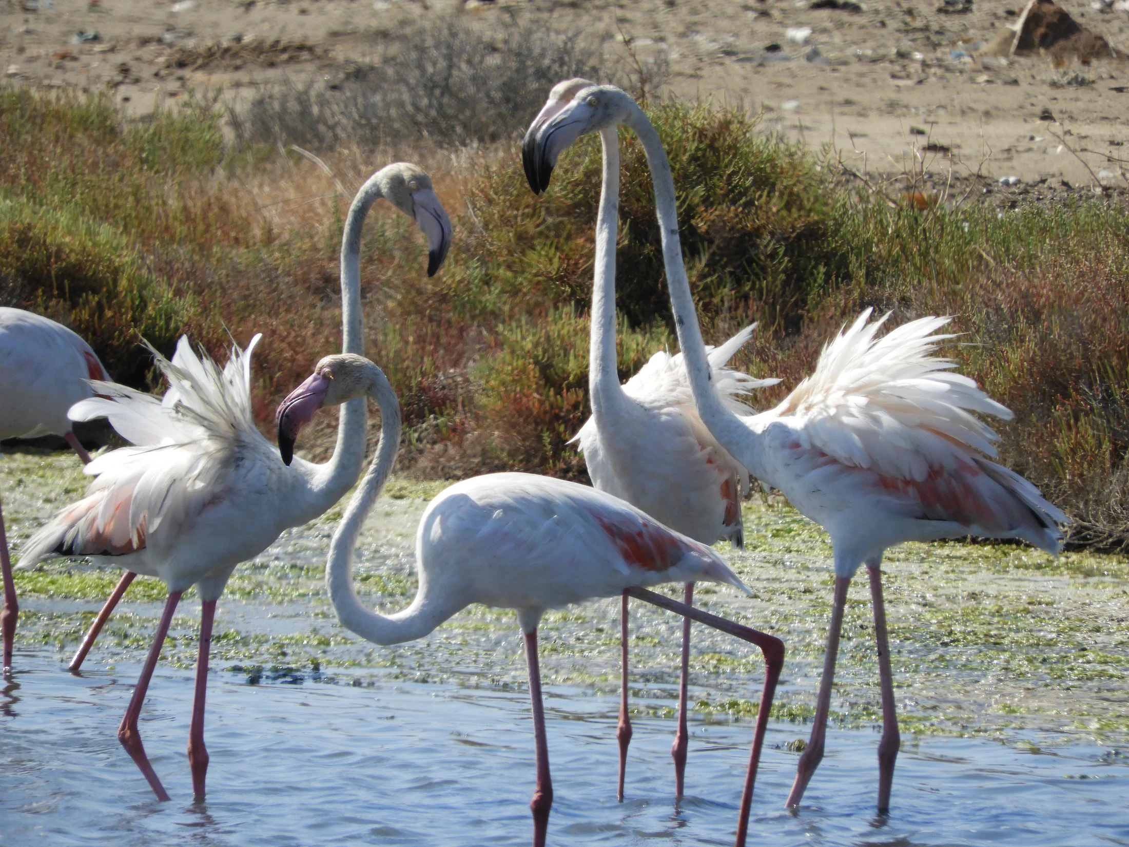 Flamencos en la marisma de Barbate. Fotografía de David Collis Luque