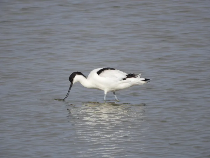 Avoceta en la marisma de Barbate