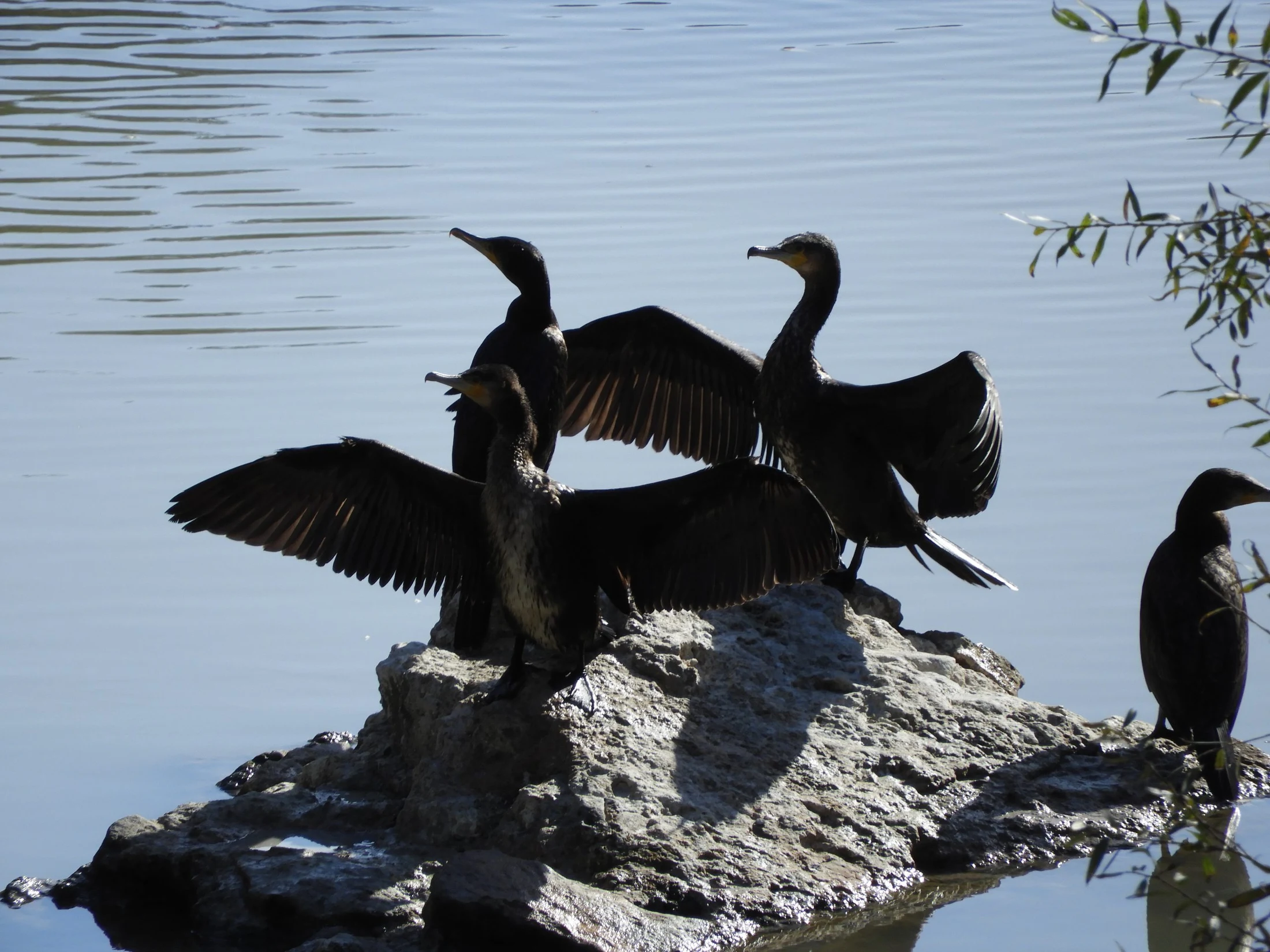 Cormoranes en La Barca de Vejer. Fotografía de David Collis Luque