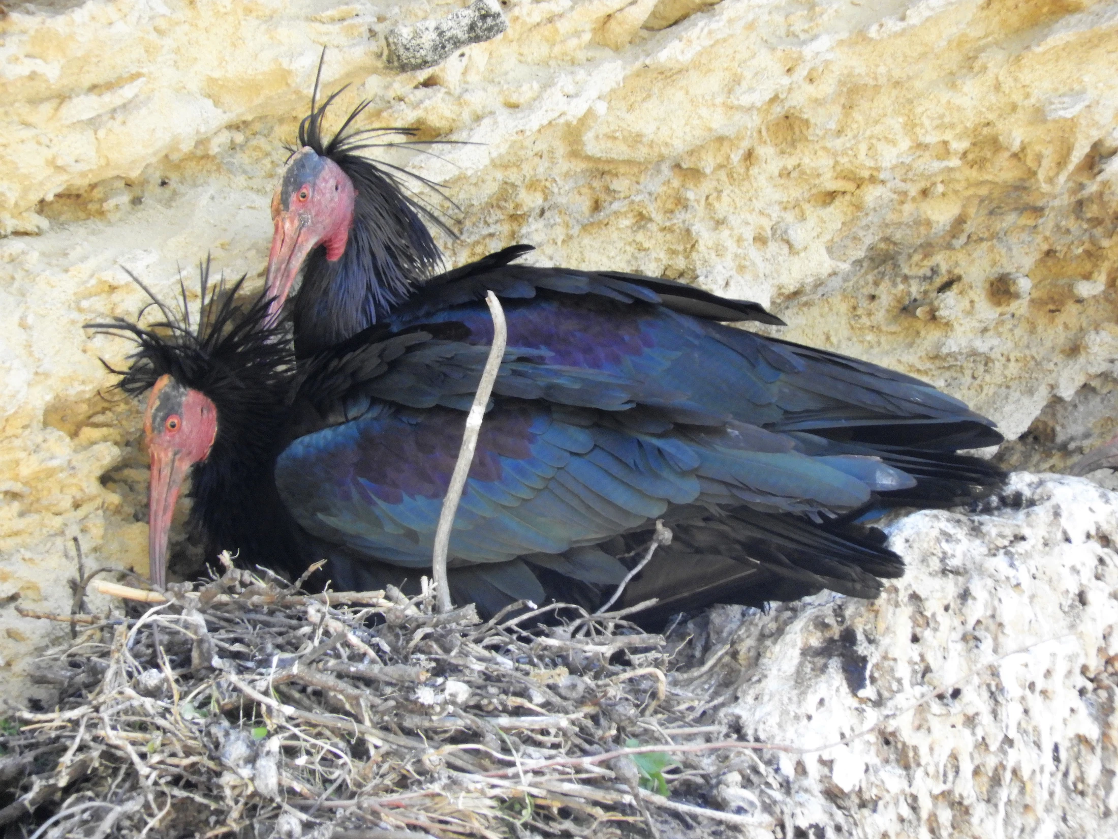 Pareja de ibis eremita en La Barca de Vejer. Fotografía de David Collis Luque
