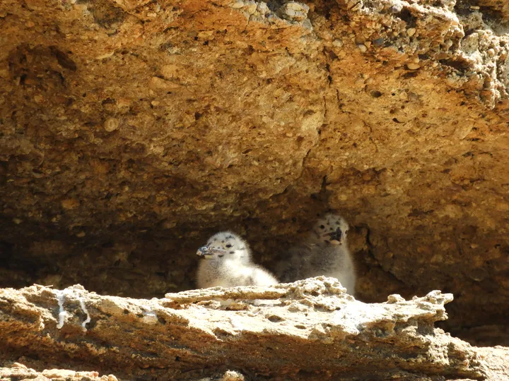 Gaviotas patiamarillas en Conil