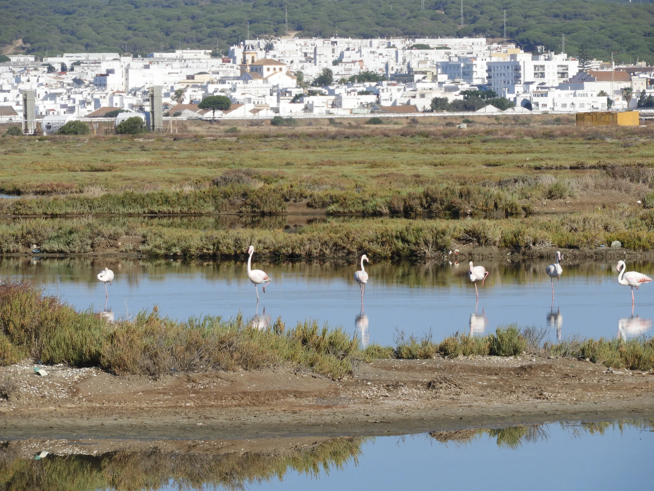 Flamencos en las marismas de Barbate. Fotografía de David Collis Luque
