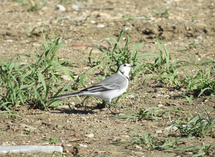 Lavandera blanca en la marisma de Barbate