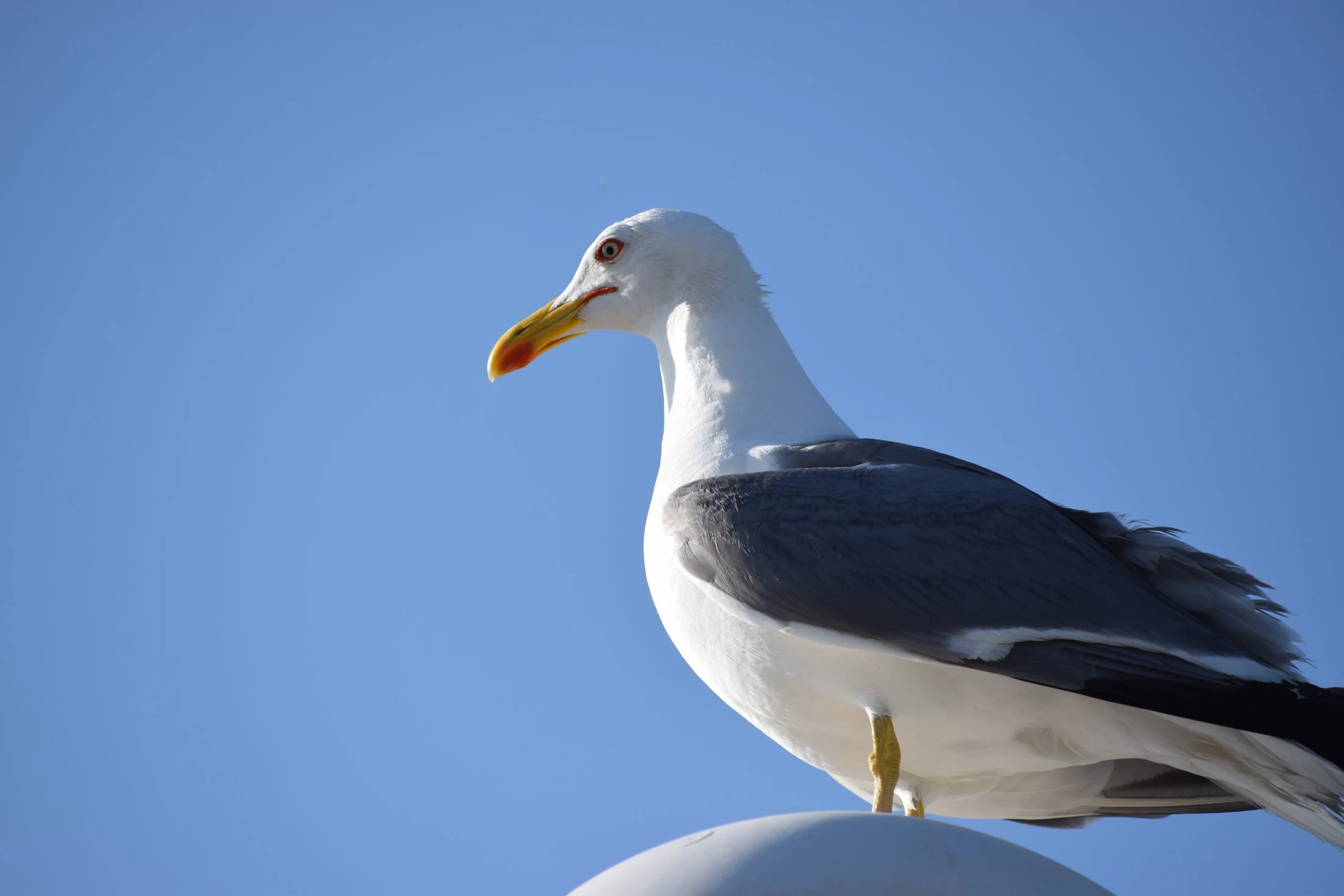Gaviota en el puerto de Barbate. Fotografía de David Collis Luque
