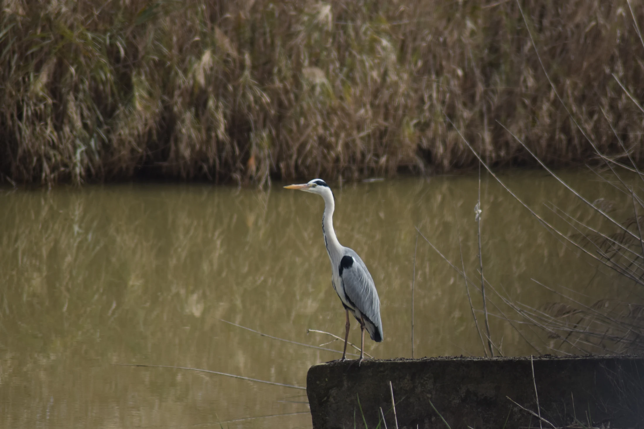 Garza real en la antigua laguna de La Janda. Fotografía de David Collis Luque