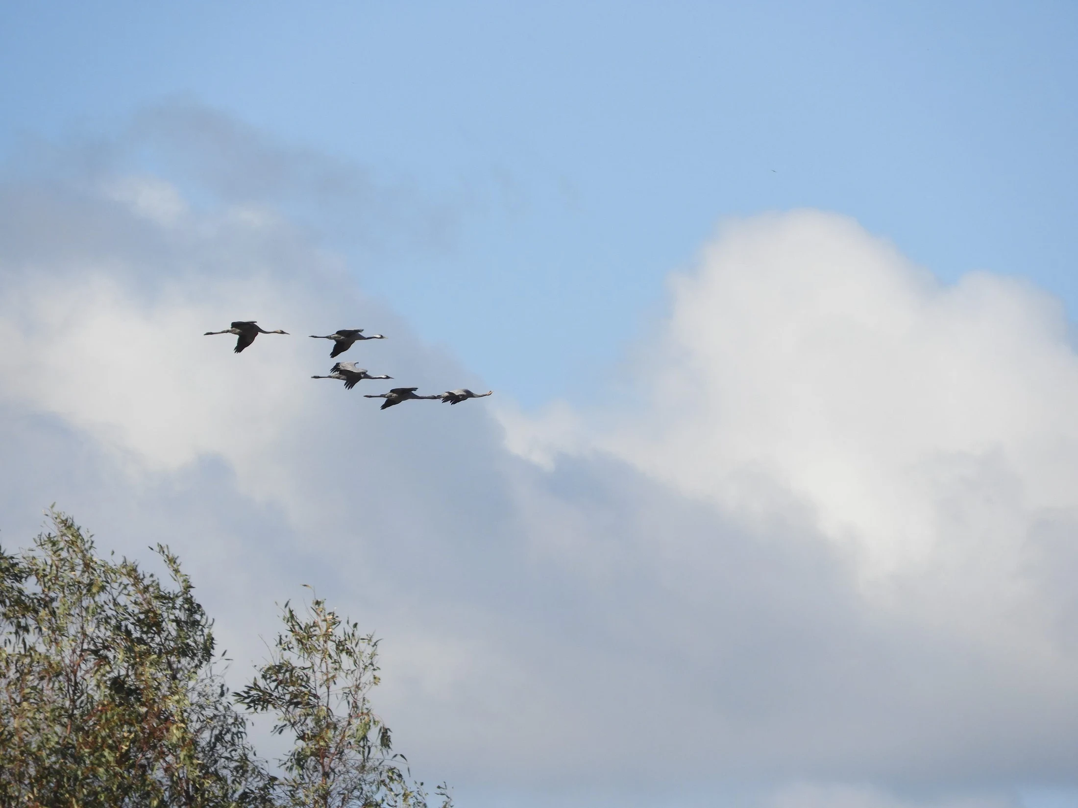 Grullas en la antigua laguna de La Janda. Fotografía de David Collis Luque