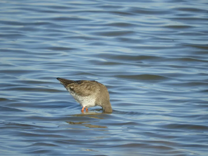 Archibebe en la marisma de Barbate