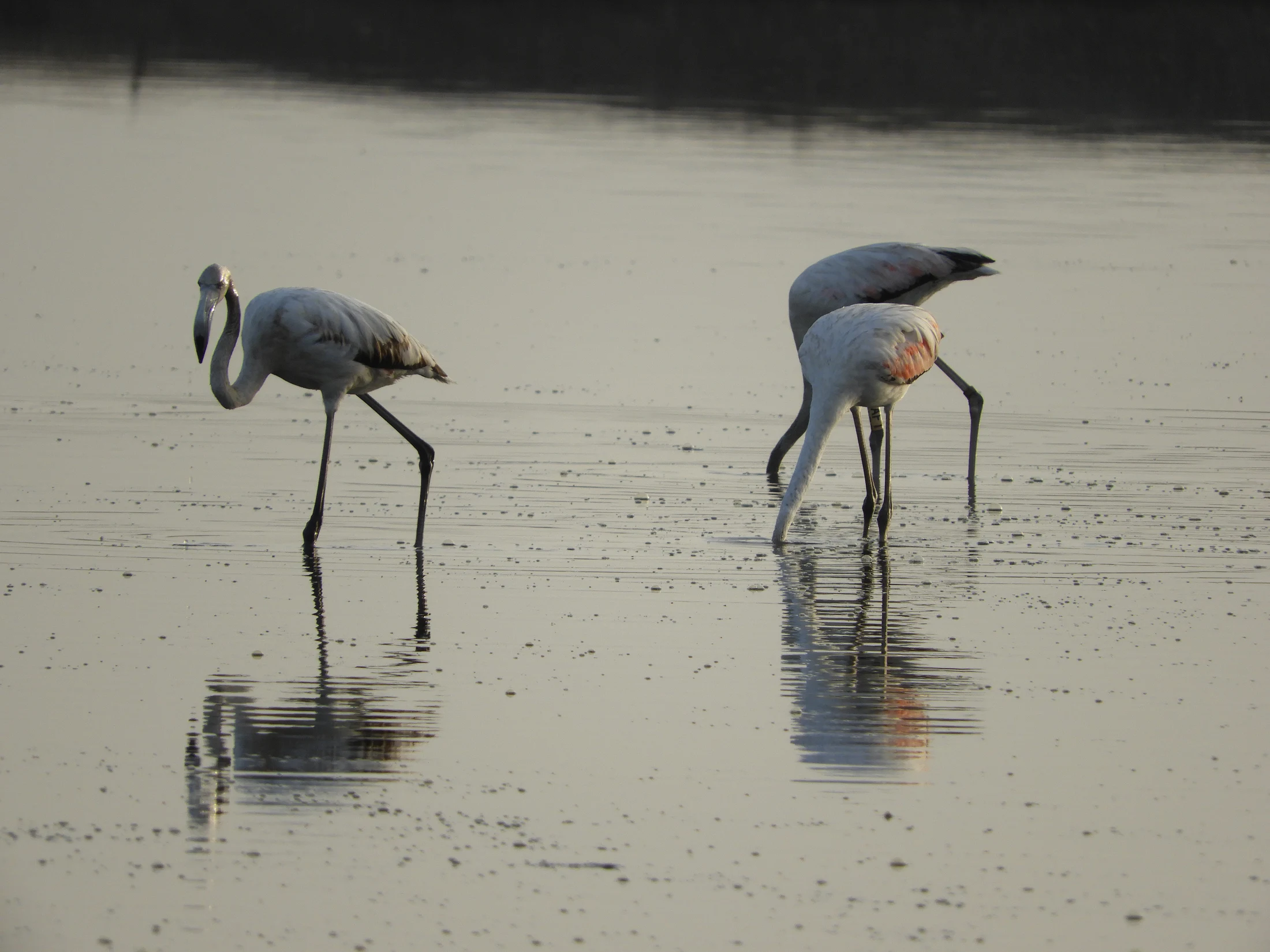 Flamencos en la marisma de Barbate. Fotografía de David Collis Luque
