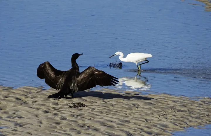 Cormorán y garceta en Galicia
