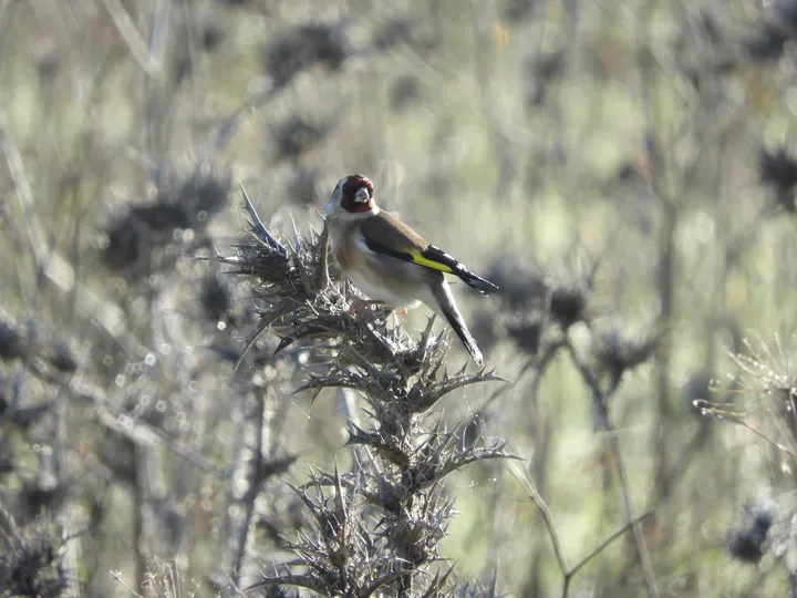 Jilguero en la antigua laguna de La Janda