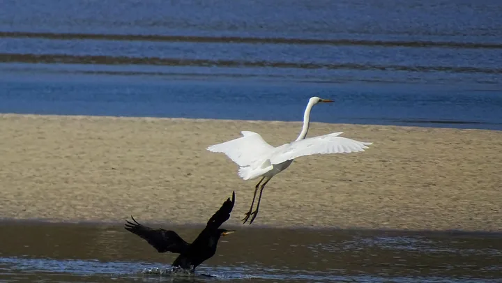 Garceta y cormorán en Galicia