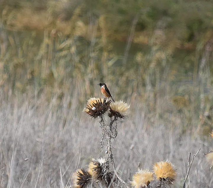 Tarabilla común macho en la antigua laguna de La Janda