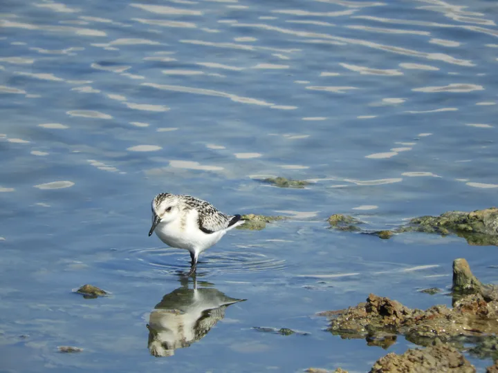 Correlimos tridáctilo en la marisma de Barbate