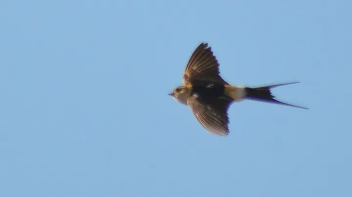 Golondrina dáurica (La Negra, El Puerto de Santa María)
