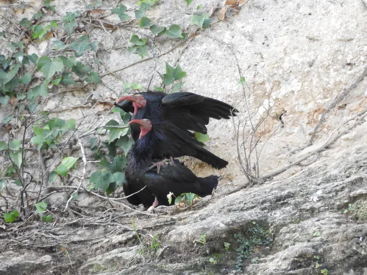 Pareja de ibis eremitas en La Barca de Vejer de la Fra.