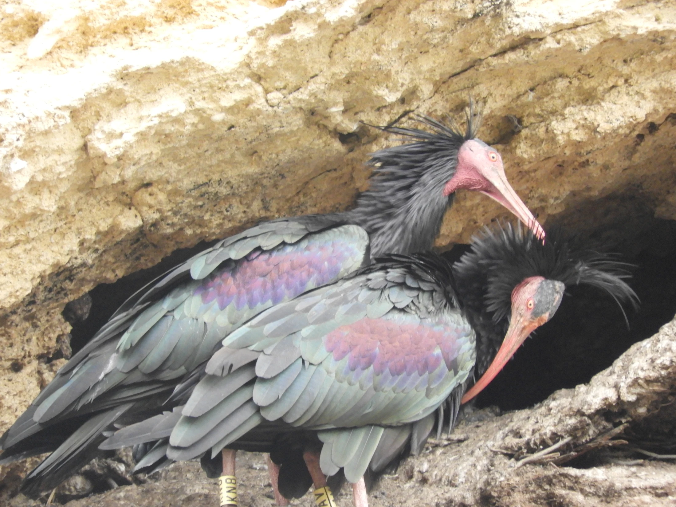 Pareja de ibis eremitas en La Barca de Vejer de la Fra.. Fotografía de David Collis Luque
