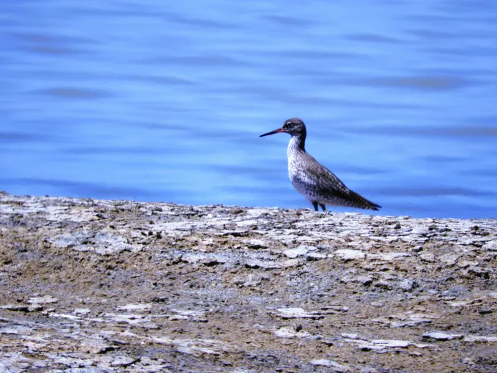 Archibebe común en la marisma de Barbate