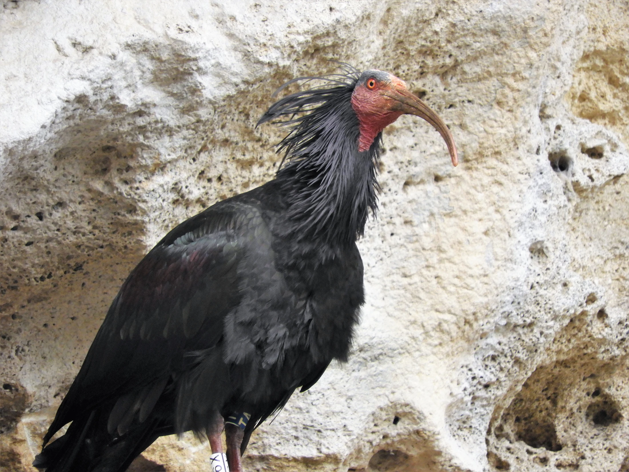 Ibis eremita en La Barca de Vejer de la Fra.. Fotografía de David Collis Luque