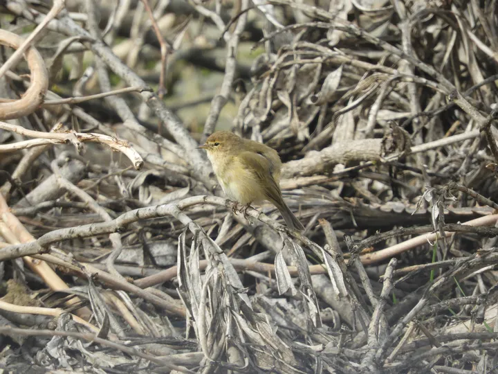 Mosquitero común en la marisma de Barbate