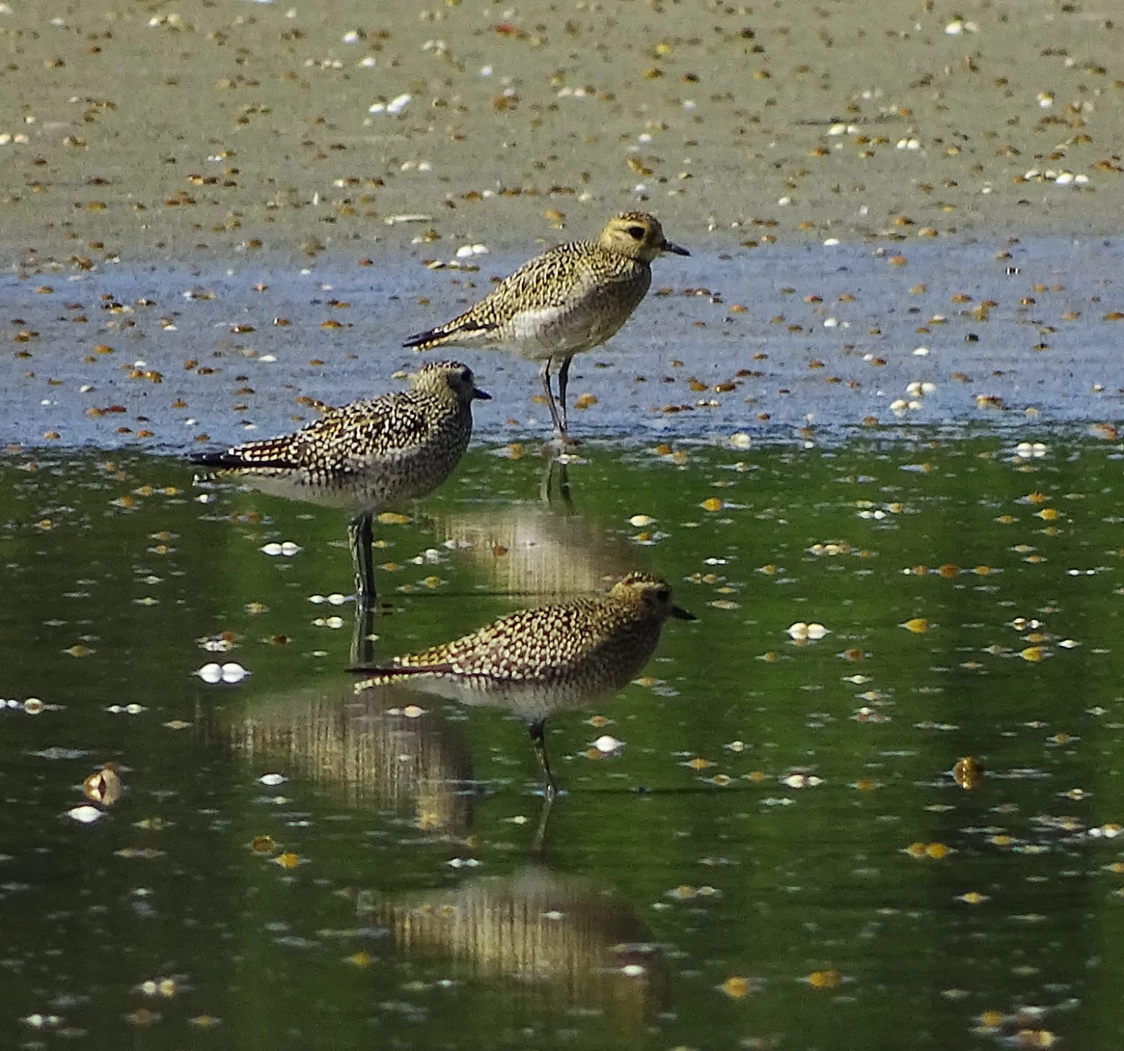 Chorlitos dorados en Galicia. Fotografía de Mingucho