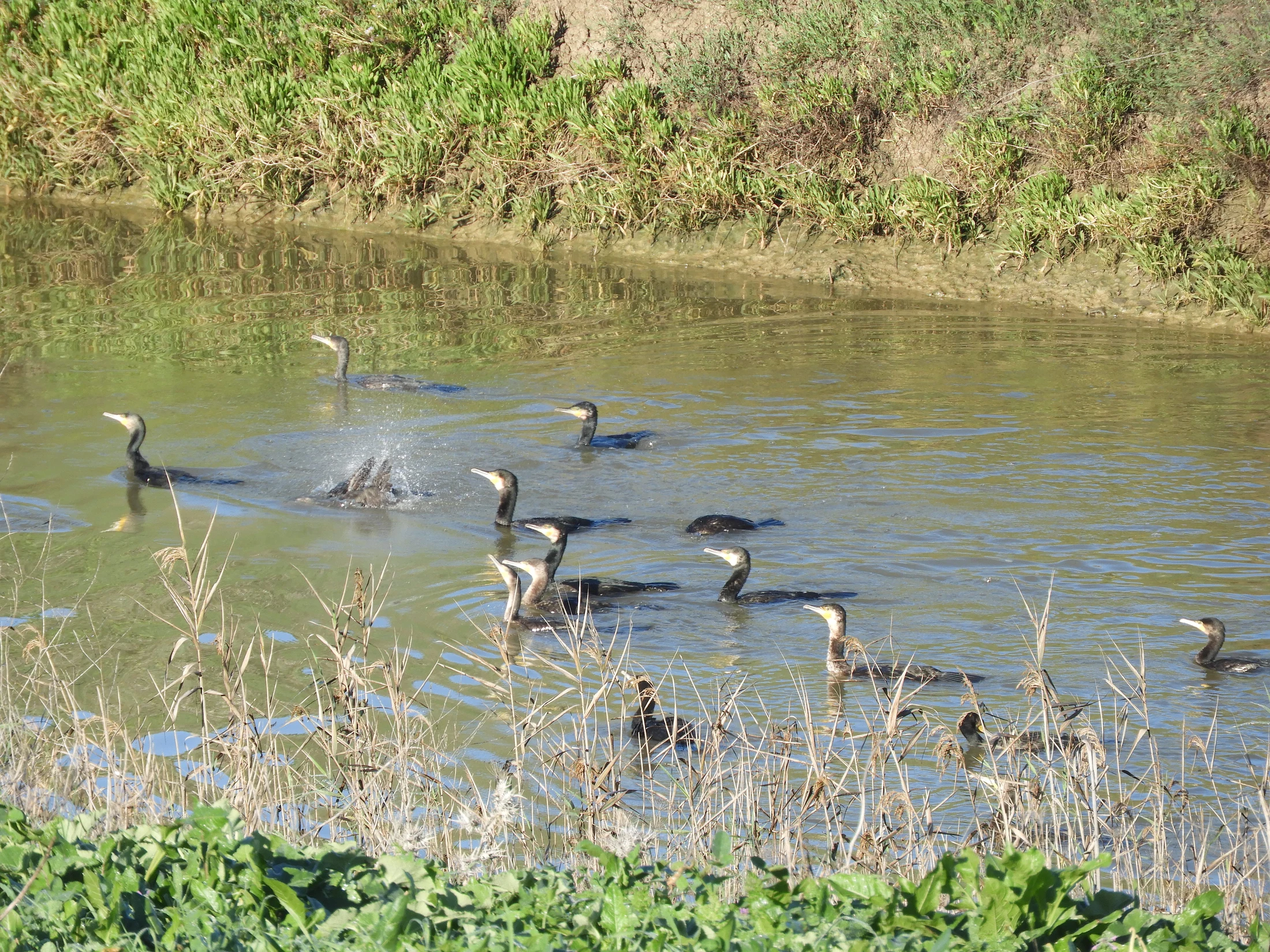 Cormoranes en la antigua laguna de La Janda. Fotografía de David Collis Luque