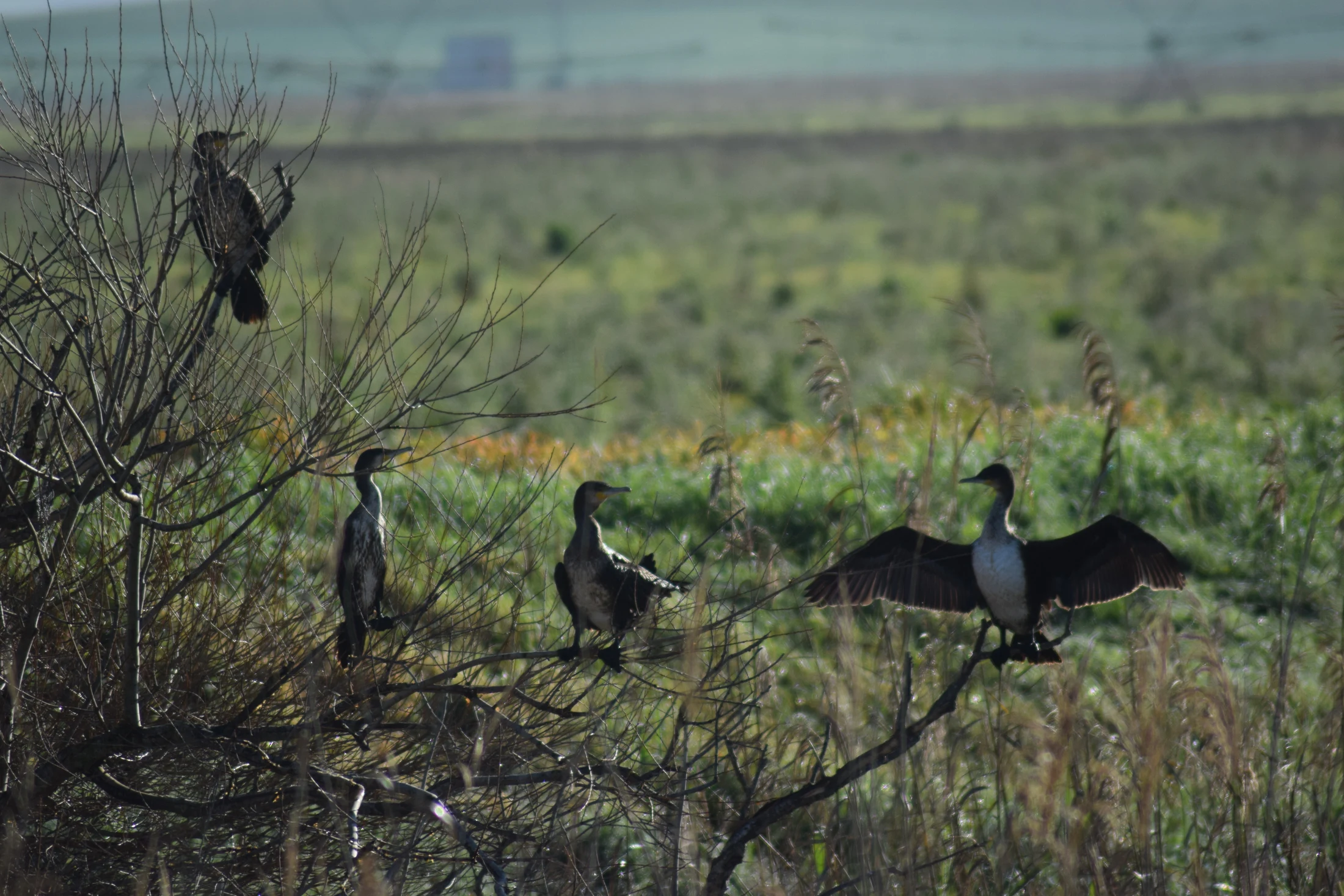 Cormoranes en la antigua laguna de La Janda. Fotografía de David Collis Luque