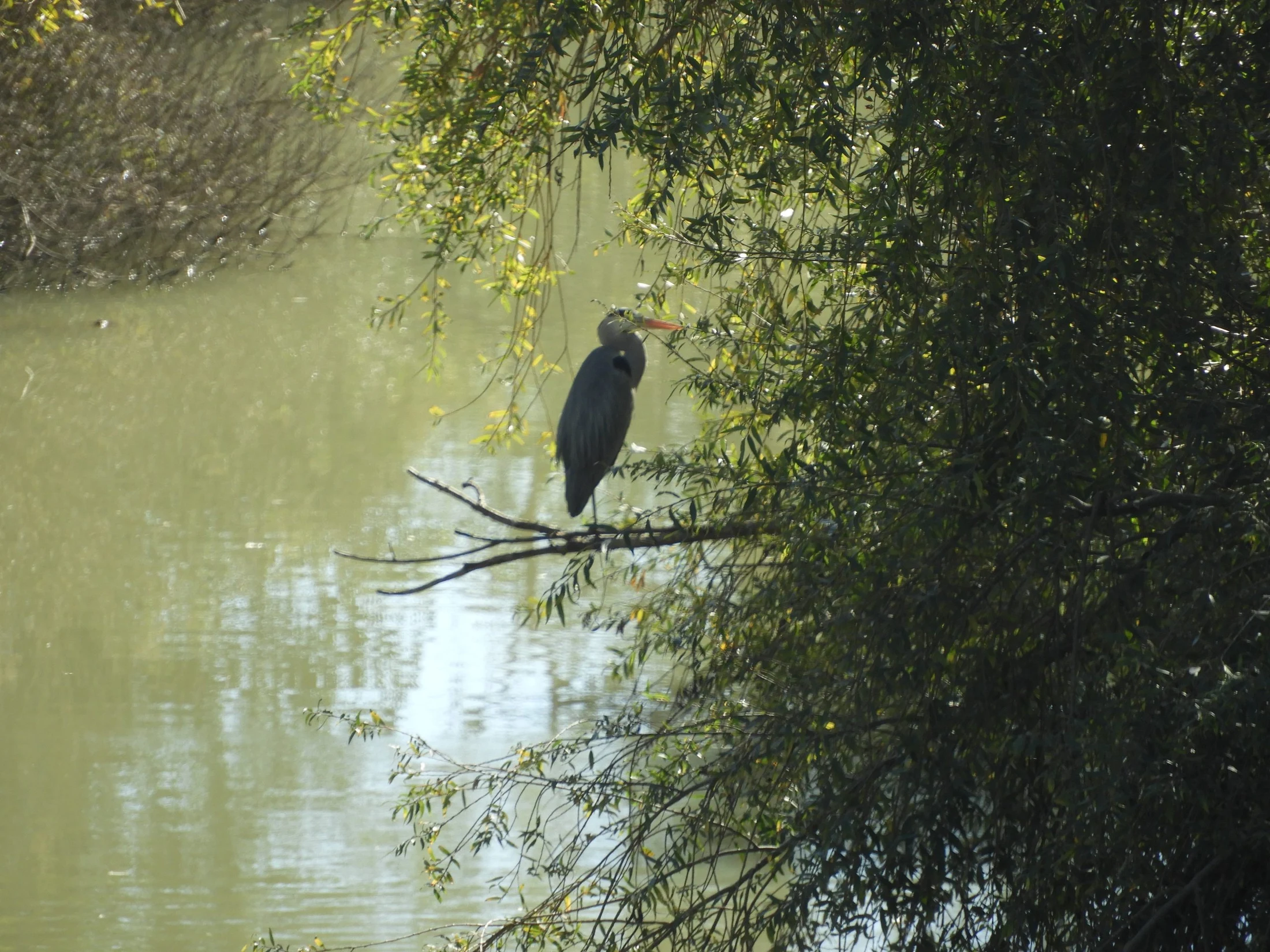 Garza real en La Barca de Vejer de la Frontera. Fotografía de David Collis Luque