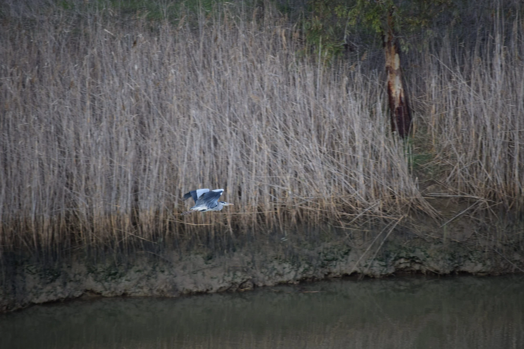 Garza real en la antigua laguna de La Janda. Fotografía de David Collis Luque
