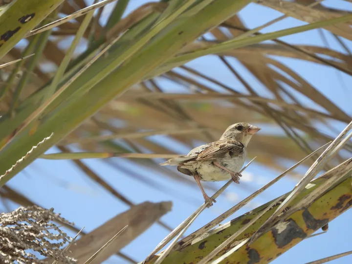 Gorrión hembra en El Palmar